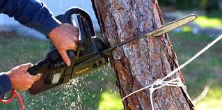 Best Tree Trimming and Pruning  in Horizon City, TX