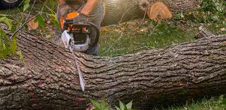 Best Hazardous Tree Removal  in Horizon City, TX