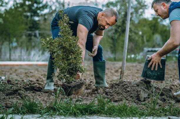  Horizon City, TX Tree Removal Pros