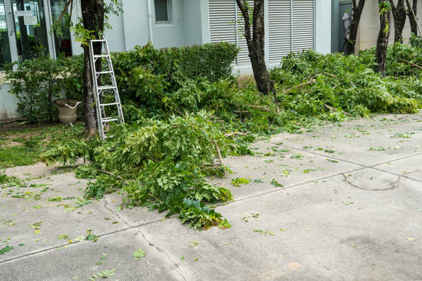 Best Leaf Removal  in Horizon City, TX