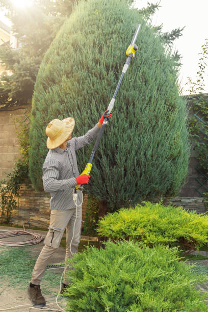 Best Arborist Consultation Services  in Horizon City, TX