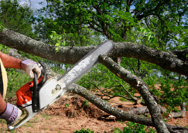 Best Tree Mulching  in Horizon City, TX